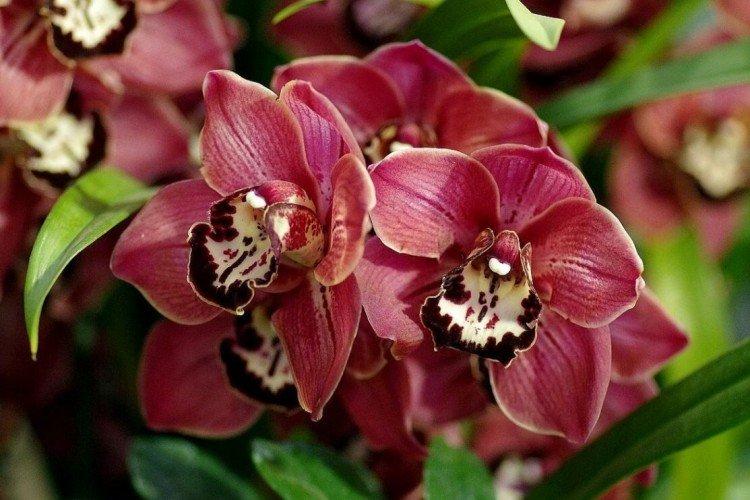 Espèces d'orchidées : noms, photos et descriptions (catalogue)