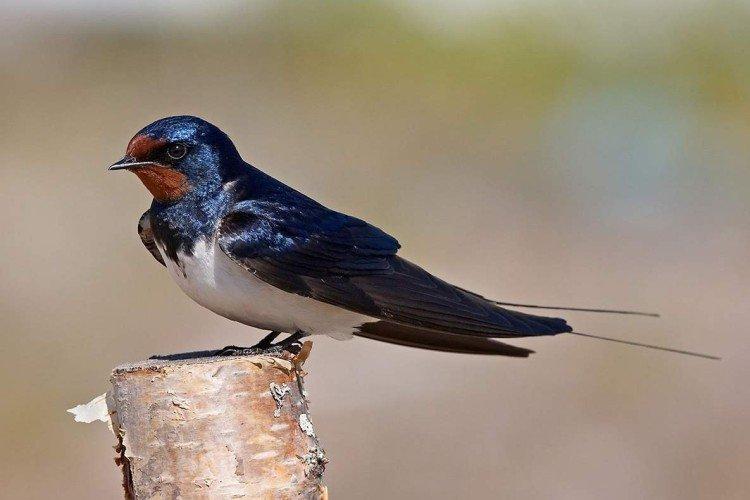 Hirondelle (50 photos) : description de l'oiseau, ce qu'il mange et où il vit
