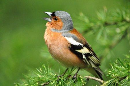 Pinson des arbres (50 photos): description de l'oiseau, de son habitat et de ce qu'il mange