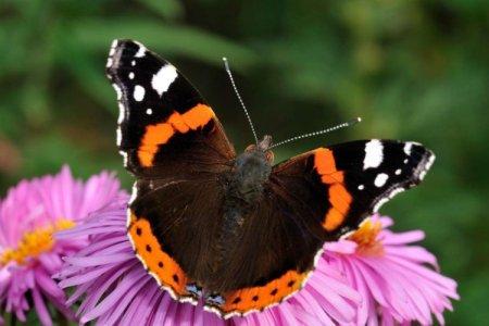 Papillon amiral (60 photos): description, espèce et habitat