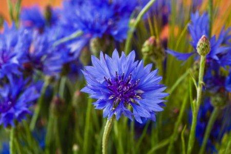 Flores azuis - nomes, fotos e descrições (catálogo)