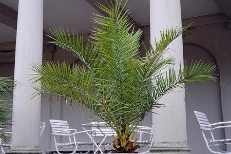 Palmier dattier (50 photos): types, soins et culture à la maison